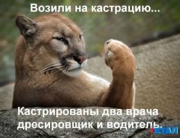 Большая тарелка улыбатора