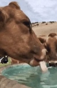 Типа я собака или кошка!