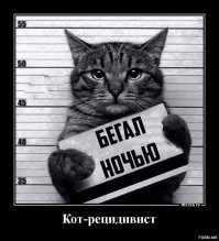 18 котиков, которых поймали с поличным и пристыдили, но они нисколько не сожалеют о своих преступлениях