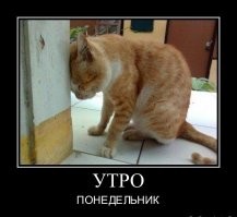 Герои нашего офиса: как питомцы делают нудную компьютерную рутину весёлой работой