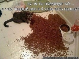 18 котиков, которых поймали с поличным и пристыдили, но они нисколько не сожалеют о своих преступлениях