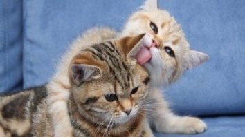 20+ котиков, которые любят всех и вся