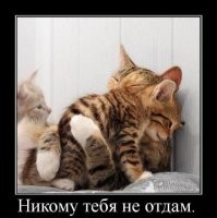 20+ котиков, которые любят всех и вся