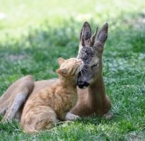 20+ котиков, которые любят всех и вся
