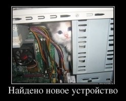 Герои нашего офиса: как питомцы делают нудную компьютерную рутину весёлой работой