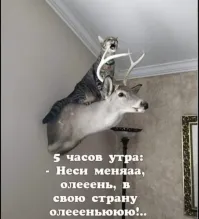 18 котиков, которых поймали с поличным и пристыдили, но они нисколько не сожалеют о своих преступлениях