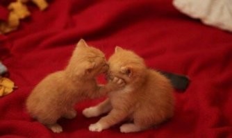 20+ котиков, которые любят всех и вся