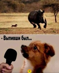 Бесстрашный пёс облаял крокодила