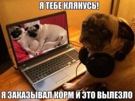 Герои нашего офиса: как питомцы делают нудную компьютерную рутину весёлой работой