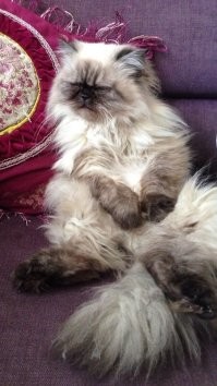 Что за бред про гималайских кошек? Гималайка это смесь сиамки и перса. Они конечно не такие пушистые мешки как персы, но и не такие демоны как сиамские. Обычные кошки, редко мяукают, не громят квартиру, очень ласковые.