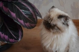 Что за бред про гималайских кошек? Гималайка это смесь сиамки и перса. Они конечно не такие пушистые мешки как персы, но и не такие демоны как сиамские. Обычные кошки, редко мяукают, не громят квартиру, очень ласковые.