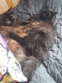 20+ котиков, которые любят всех и вся
