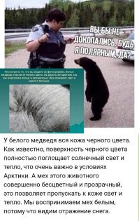 Белый медведь, это седой негр.