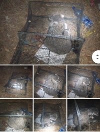 Сам залез в краболовку, сам потом вылез. 
Но сфотографировать мы успели. 

Это было единственное, что попалось в эту краболовку за месяц.