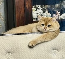 20+ гордых котиков, которые осознают своё величие и с удовольствием его демонстрируют