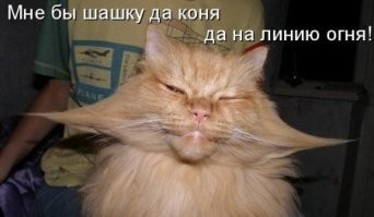 20+ гордых котиков, которые осознают своё величие и с удовольствием его демонстрируют