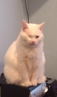 20+ гордых котиков, которые осознают своё величие и с удовольствием его демонстрируют