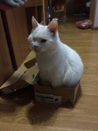20+ гордых котиков, которые осознают своё величие и с удовольствием его демонстрируют
