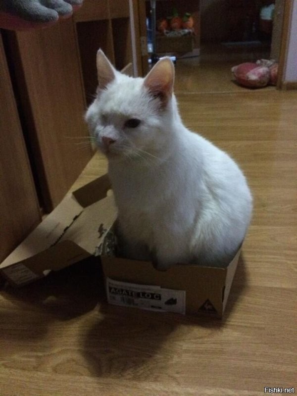 20+ гордых котиков, которые осознают своё величие и с удовольствием его демонстрируют