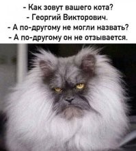 20+ гордых котиков, которые осознают своё величие и с удовольствием его демонстрируют