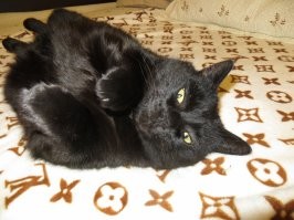 Несколько лет назад мой кот умер. Вот он... Очень хочу завести нового, но зная все сложности, пока воздерживаюсь...