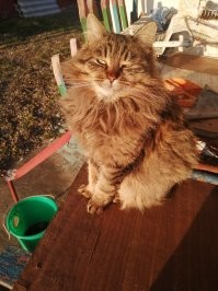 20+ гордых котиков, которые осознают своё величие и с удовольствием его демонстрируют