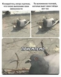 Заботливый голубь свил гнездо для беременной кошки