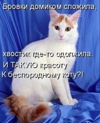 Коты и их особые отношения со своими хвостами
