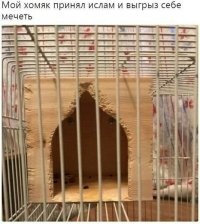 "Мой котик мусульманин": как мусульманка борется с мясным заговором в Москве