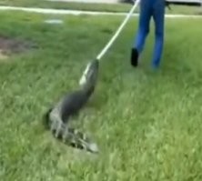 Маленький Гена зашёл в гости, нет, сразу верёвку на шею и волоком по земле!