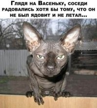 20 гипнокотиков, перед взглядом которых невозможно устоять