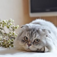 20 гипнокотиков, перед взглядом которых невозможно устоять