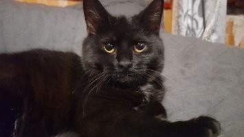 20+ гордых котиков, которые осознают своё величие и с удовольствием его демонстрируют