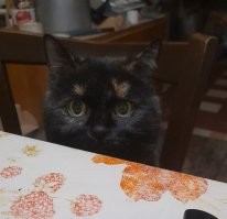 20 гипнокотиков, перед взглядом которых невозможно устоять