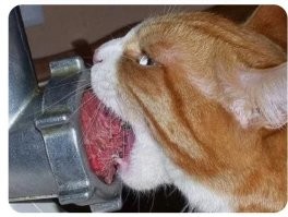 Не ищите здесь смысл. Здесь в основном маразм