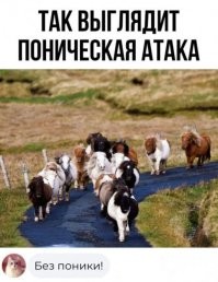 Из жизни лошадей