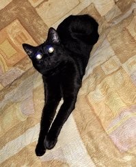 да, дразнил!
кот постоянно ловит мои ноги по одеялом. приходиться ногами и заворачивать это самое одеяло под ноги!
вот он, хулиган!