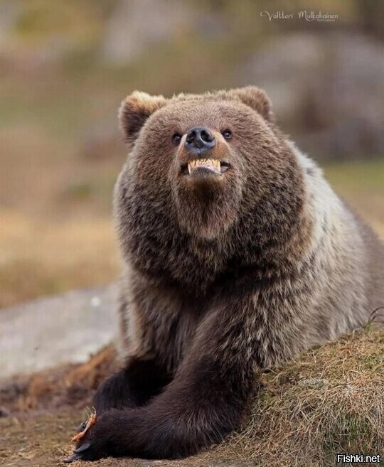 Солянка от 20.03.2025