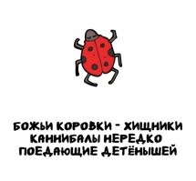 Далеко не все, например двадцатидвухточечная коровка питается грибами (мучнистой росой). Люцерновая и картофельная соответственно этими видами растений. Причем как личинки так и имаго