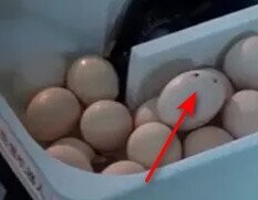 Стрёмные сомнения в наличии опции по мытью яиц перед "раздавливанием".