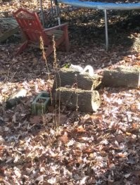 Белка из белок