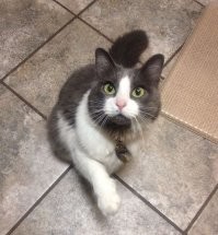 Мяугнаты мира животных: 20 котиков, которых природа одарила вдвойне