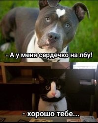 Мяугнаты мира животных: 20 котиков, которых природа одарила вдвойне