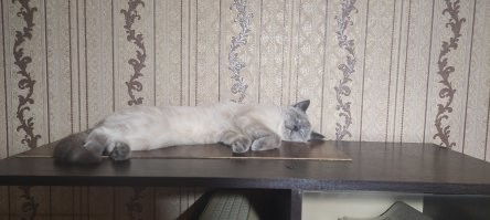 Не мешайте - я сплю!