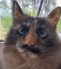 Чито гврито чито маргарито да