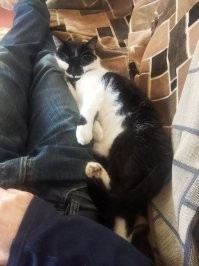 Мяугнаты мира животных: 20 котиков, которых природа одарила вдвойне