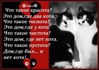 20+ котиков, которые занимаются важными делами и получают от этого удовольствие