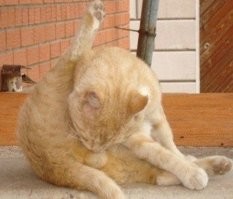 Самая важная задача для кота