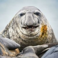 После года в море такое покажется весьма красивой и пригодной для спаривания. Так и родились легенды о русалках.