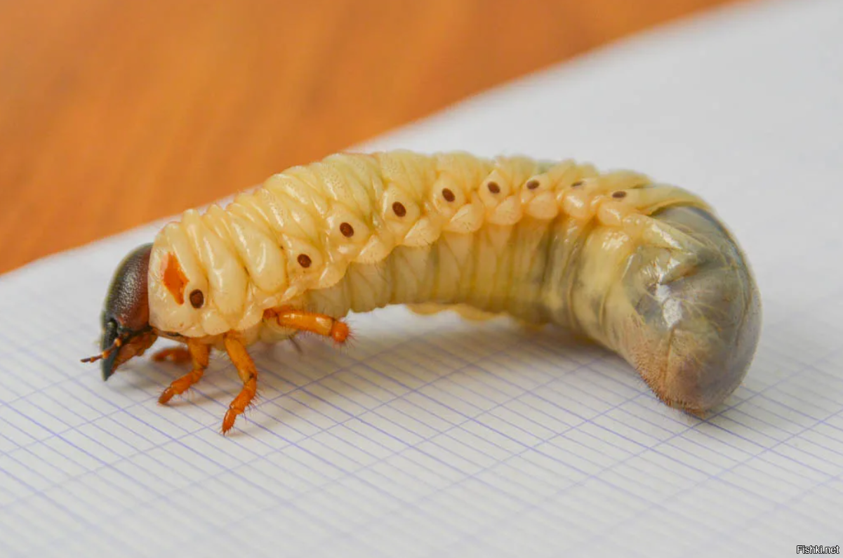 Личинки жуков.